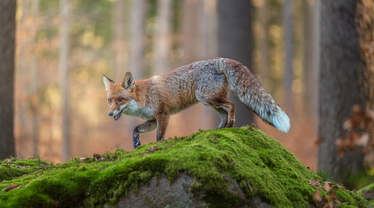 Puzzel: maak de vos in het bos compleet.
