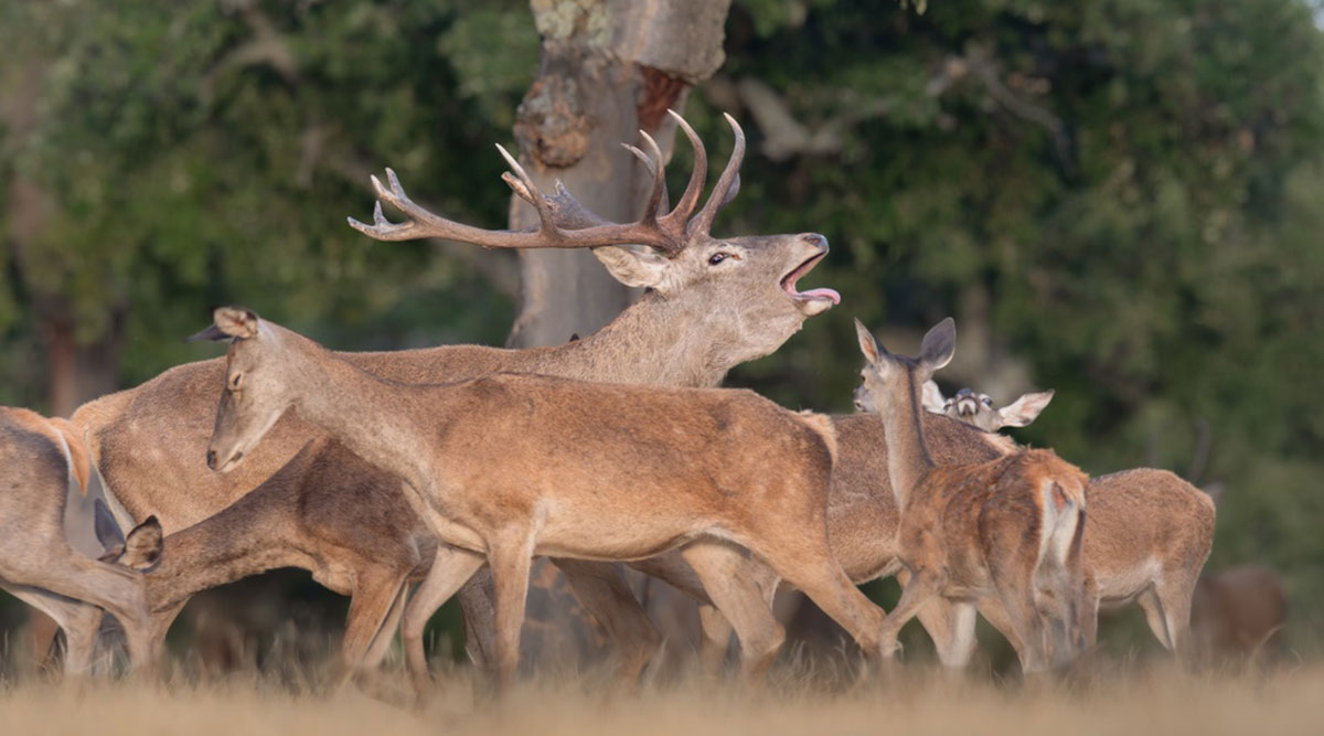 Puzzel: maak het burlende hert in het bos compleet.
