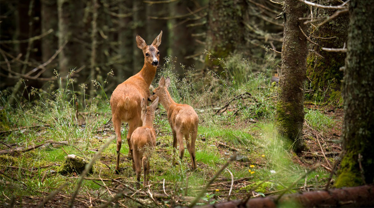 Puzzel: maak de reeën in het bos compleet.