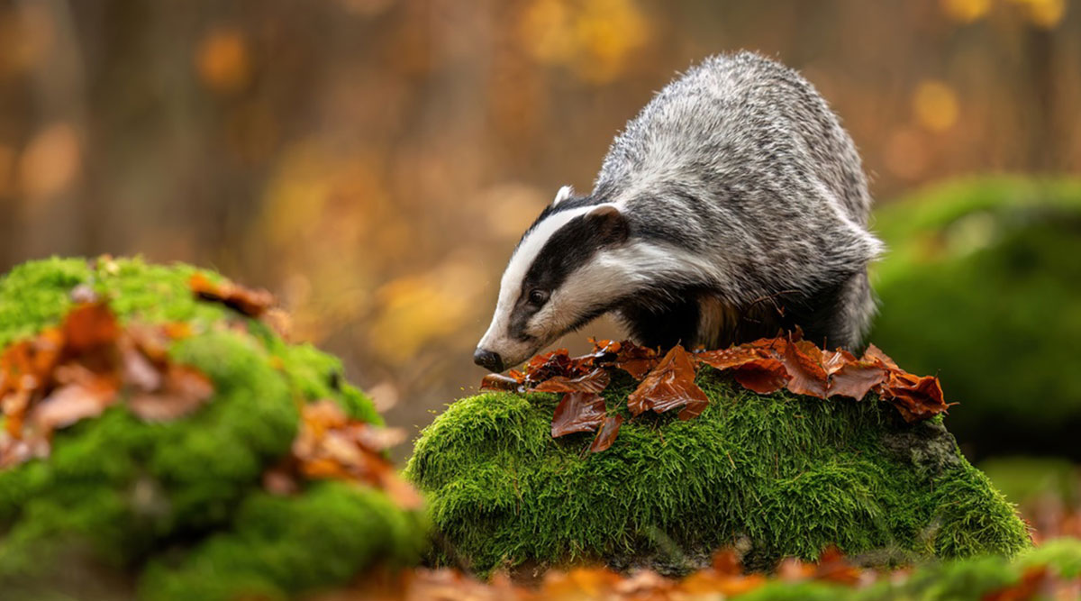 Puzzel: maak de das in het bos compleet.