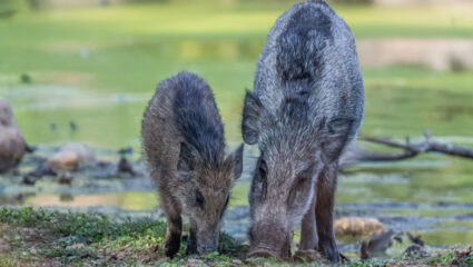 Puzzel: maak de wilde zwijnen in het bos compleet.