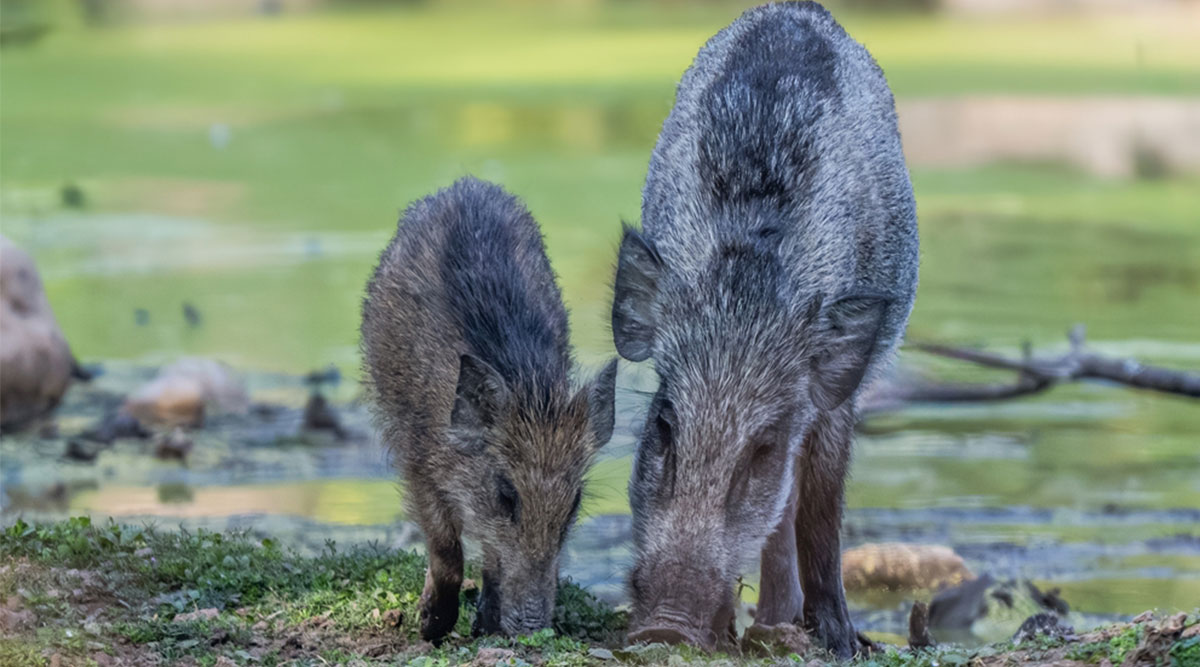 Puzzel: maak de wilde zwijnen in het bos compleet.