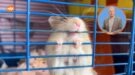 Animal Crackers aflevering 3