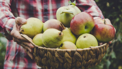 Een mand met appels en peren die rijp zijn