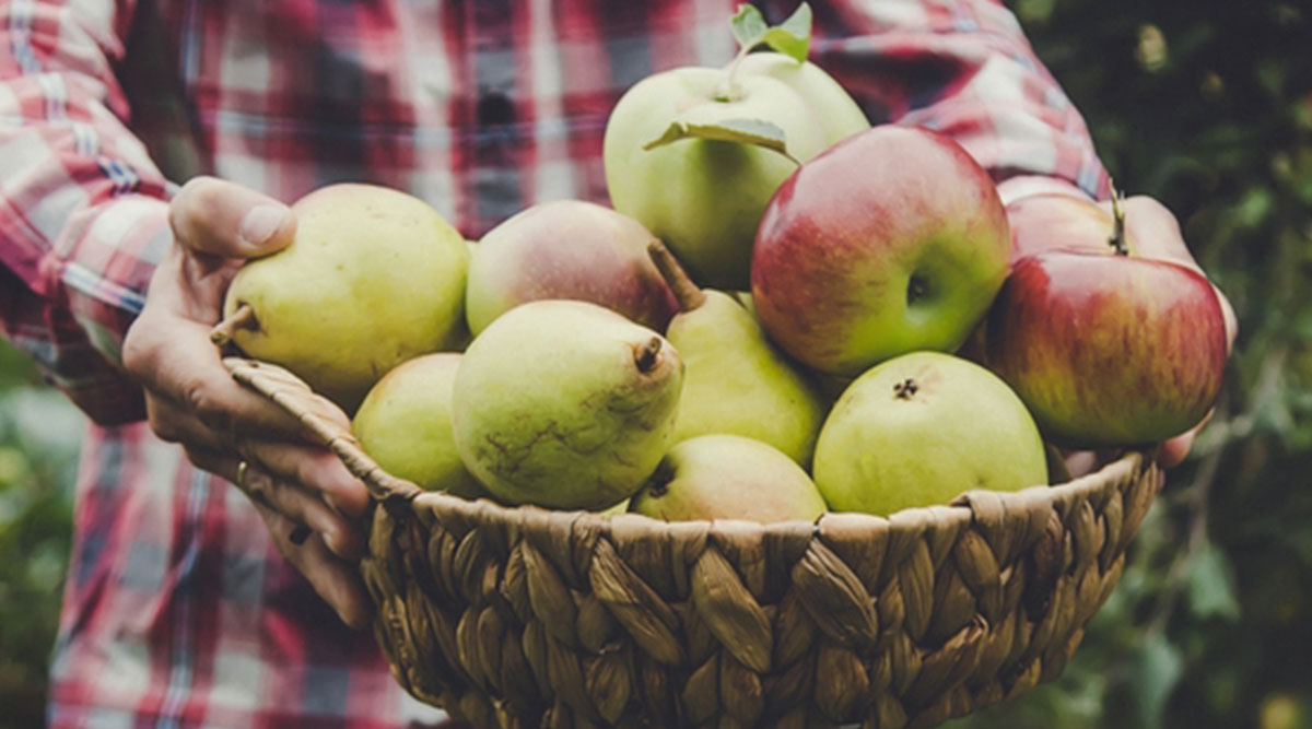 Een mand met appels en peren die rijp zijn