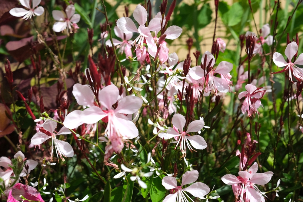 Roze bloeiende Gaura