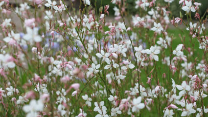 Bloeiende Gaura