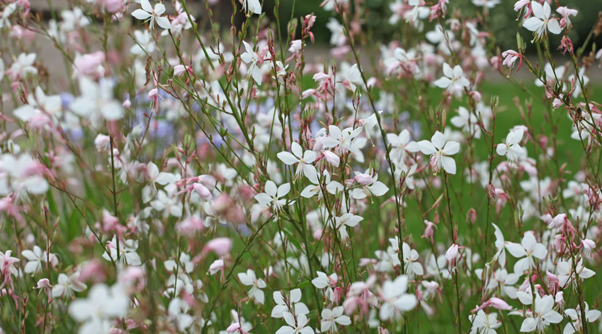 Bloeiende Gaura