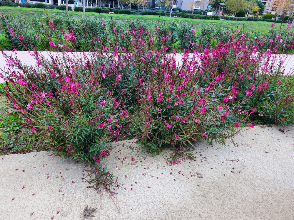 Donkerroze Gaura