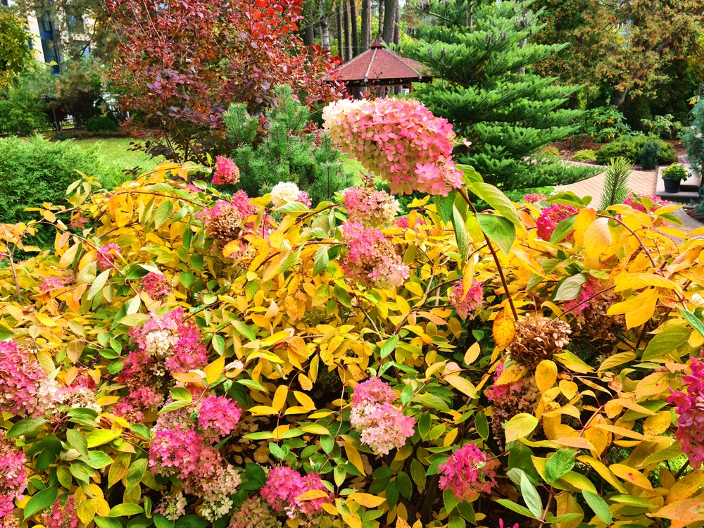 Uitgebloeide bloemen bij een hortensia
