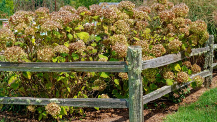 Een hortensia met uitgebloeide bloemen