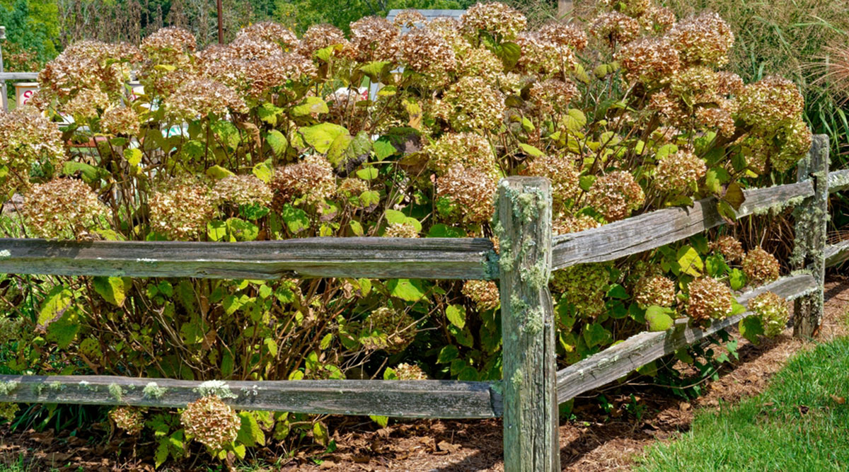 Een hortensia met uitgebloeide bloemen