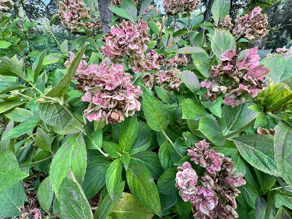 Uitgebloeide bloemen bij een hortensia