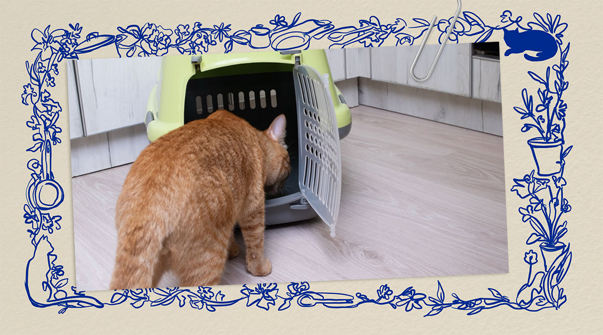 Marian moet met haar dieren naar de dierenarts in Het leven van Marian. Haar rode kater Mickey snuffelt aan de reismand.