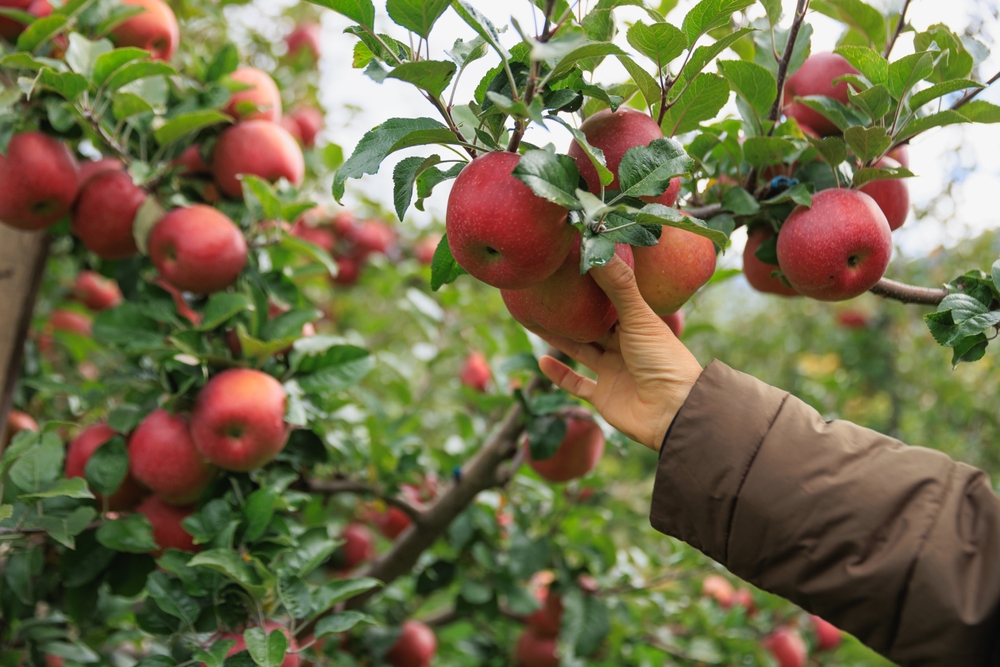 Appels die rijp zijn worden geplukt