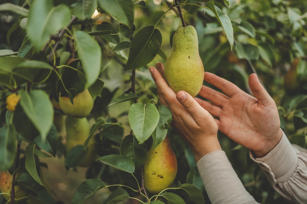 Iemand controleert of de peren rijp zijn aan de boom