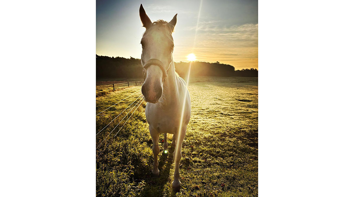 Een paard op de set van Zussen.