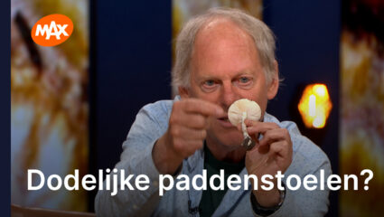 Paddenstoelenexpert groene knolalmaniet.