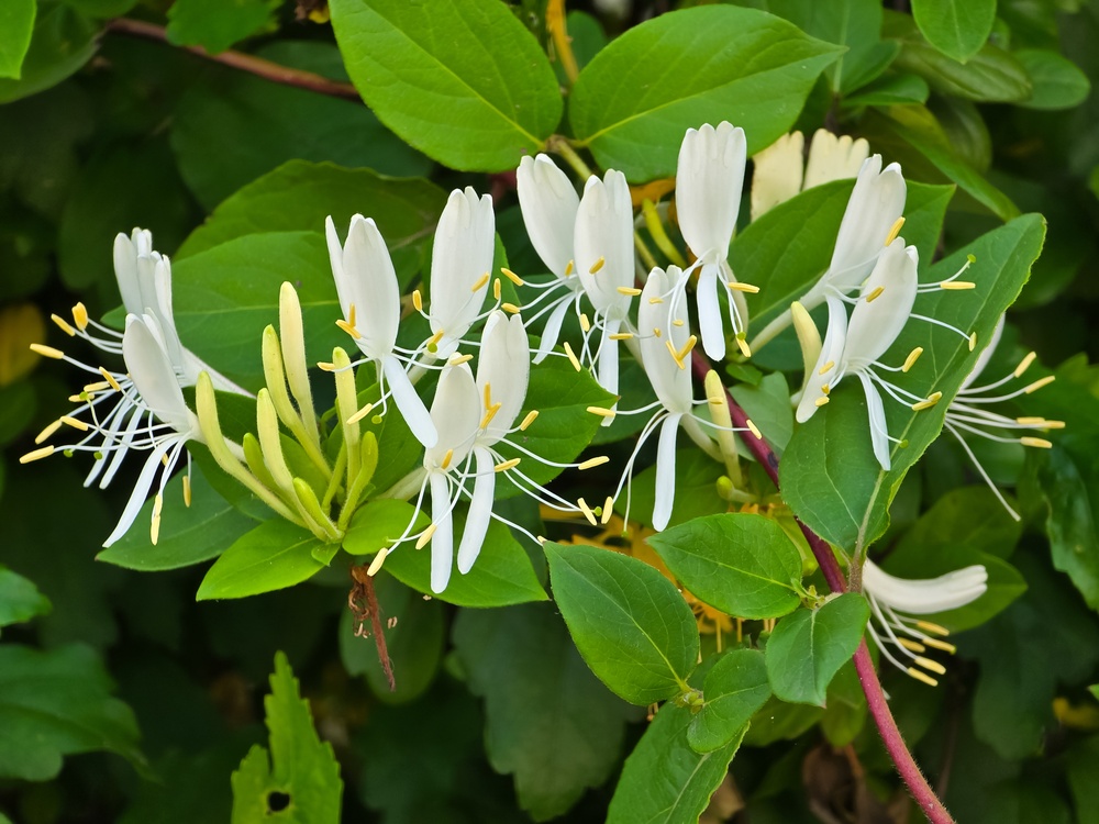 Bloemen van een kamperfoelie