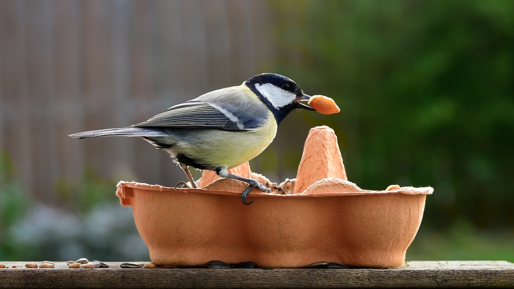 Voer voor vogels een lege eierdoos