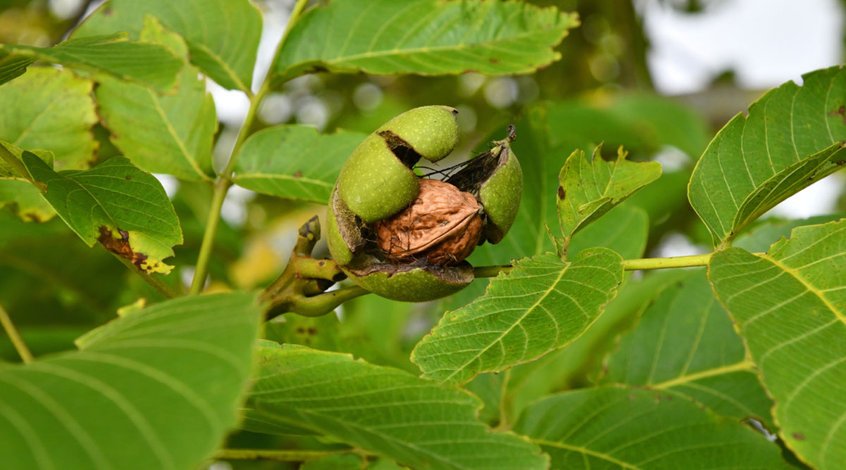Rijpe walnoot in een walnotenboom