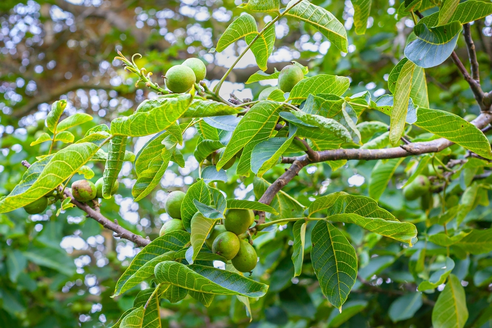 Walnoten in een walnotenboom