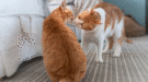 kat maakt kennis met tweede kat