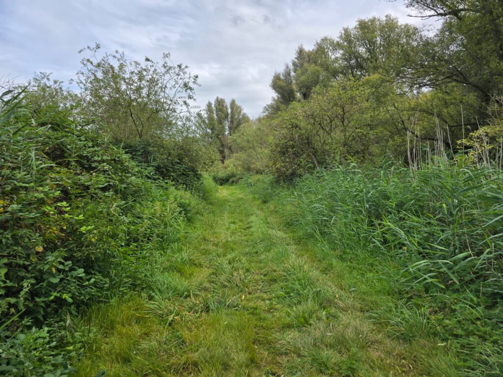 Wandelpad in het Wilgenbos