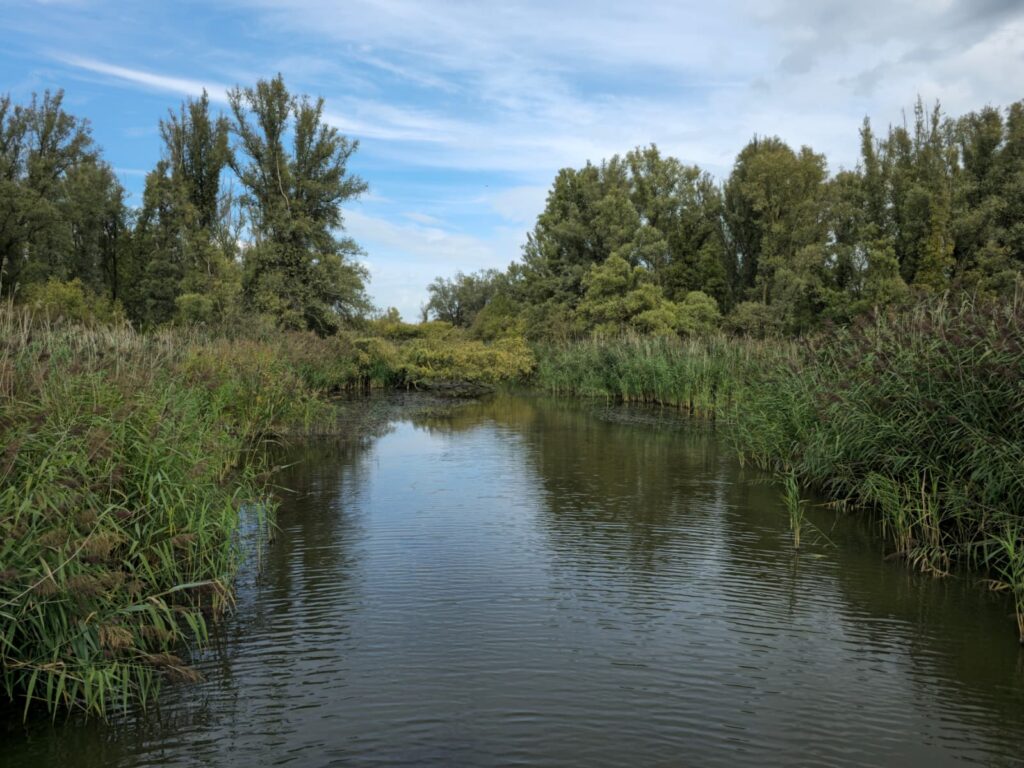 Plas in het Wilgenbos
