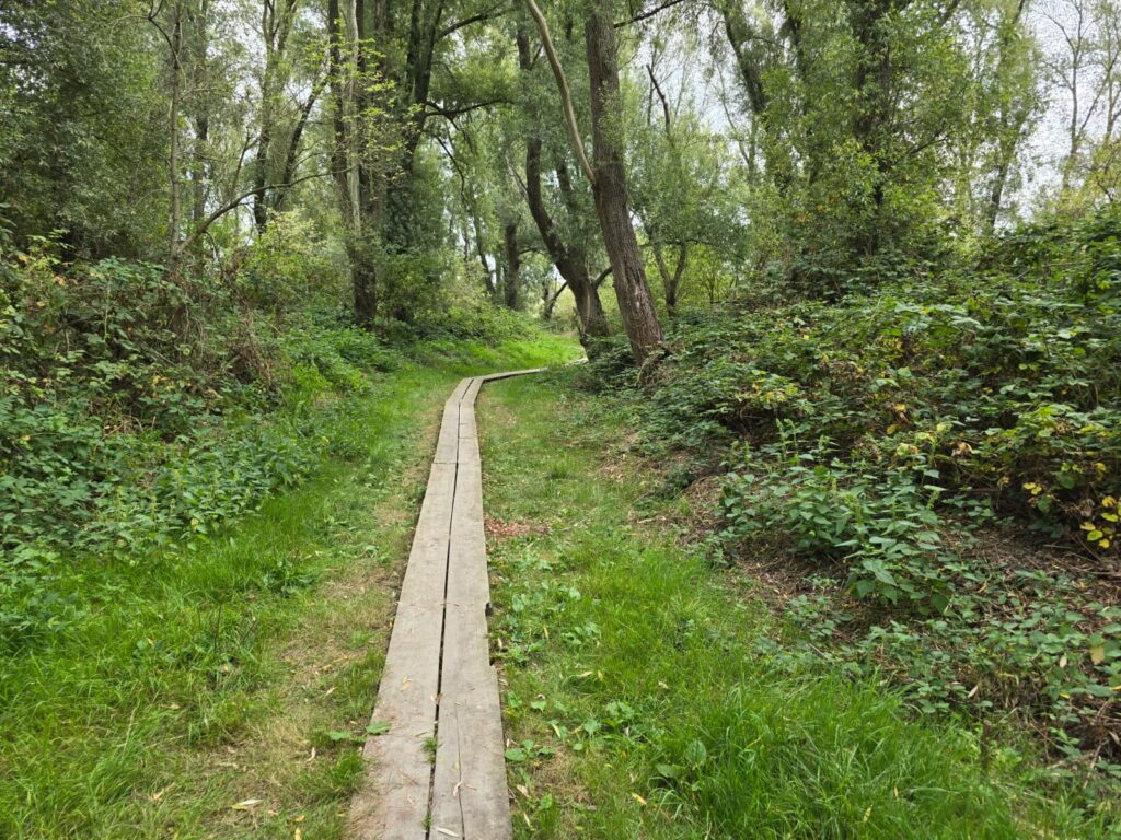 Een pad van planken in het Wilgenbos