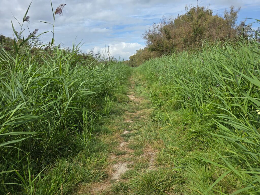 Pad langs het kanaal in bij het Wilgenbos