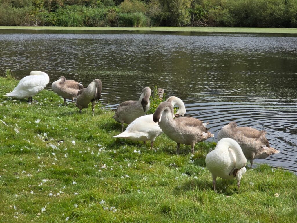 zwanen op het drijvend wandelpad in het Wilgenbos in Almere