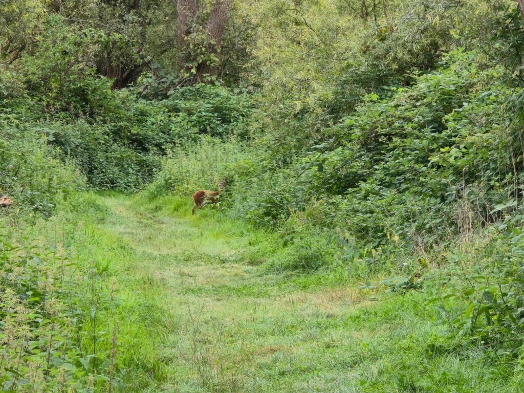 Hert in het Wilgenbos in Almere