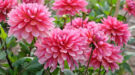 rijkbloeiende roze dahlia's
