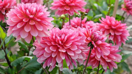 rijkbloeiende roze dahlia's