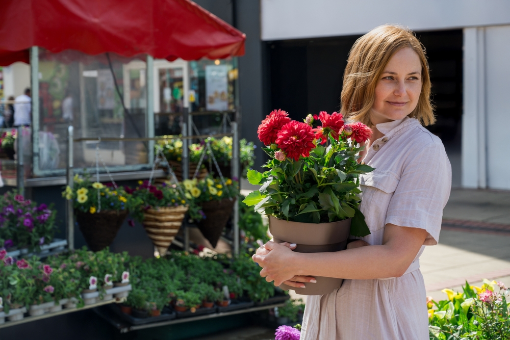 een vrouw houd een pot met rode dahlia's vast