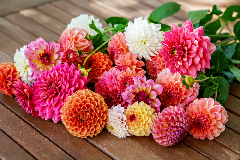 dahlia's als snijbloemen