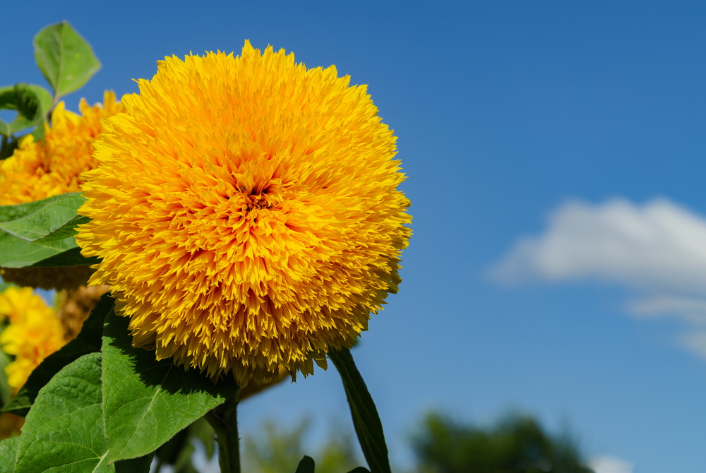 Zonnebloemen met gevulde bloemen