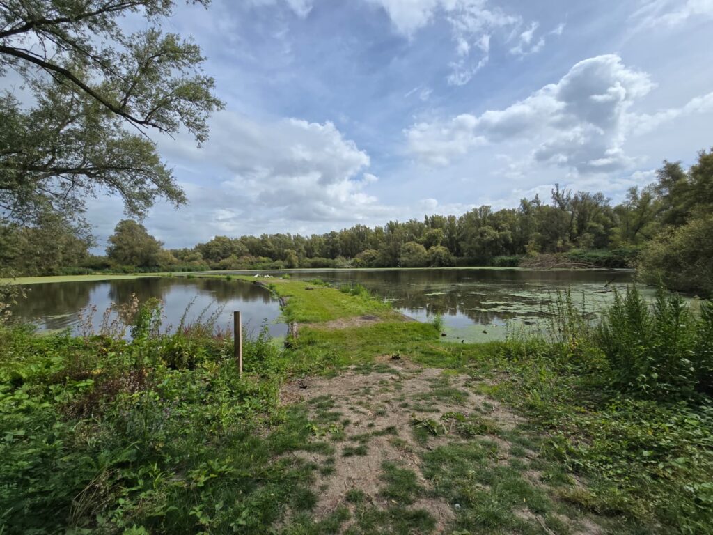 Het IJsvogelpad, het drijvend wandelpad in het Wilgenbos in Almere