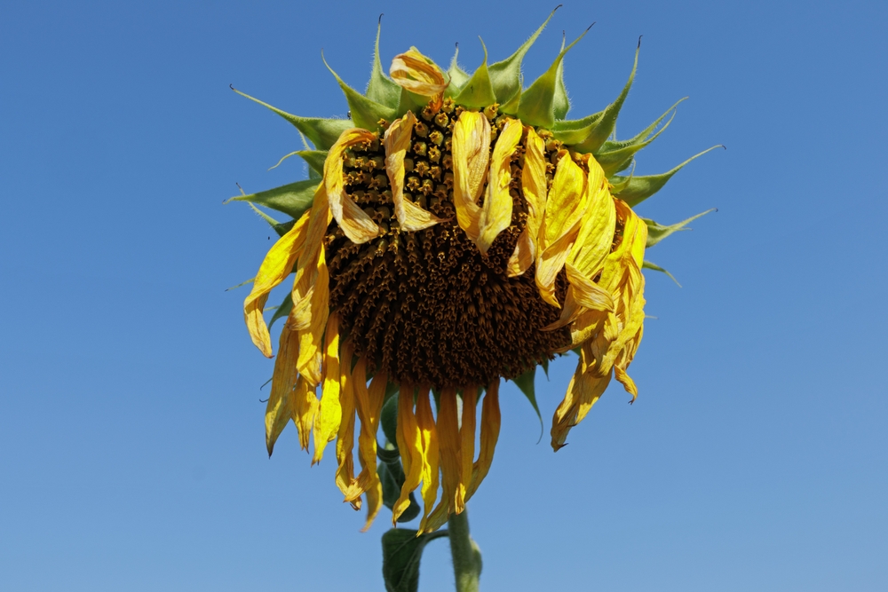 uitgebloeide zonnebloem, met zonnebloempitten