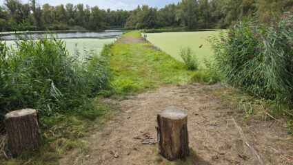 Het IJsvogelpad, een drijvend wandelpad in het Wilgenbos in Almere