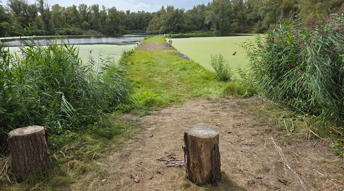 Het IJsvogelpad, een drijvend wandelpad in het Wilgenbos in Almere