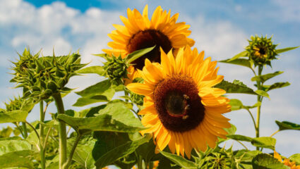 zonnebloemen in de zon