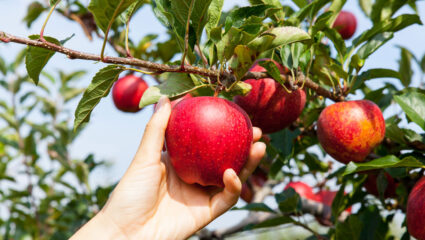 Appels plukken uit een appelboom