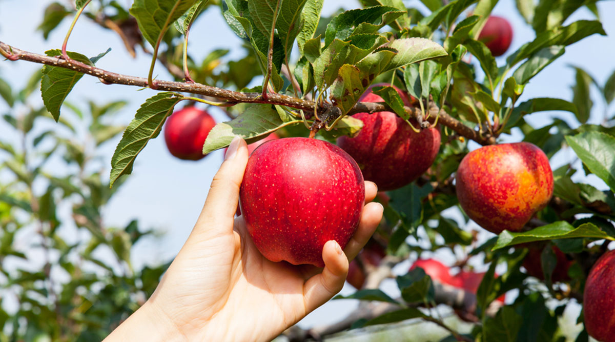 Appels plukken uit een appelboom