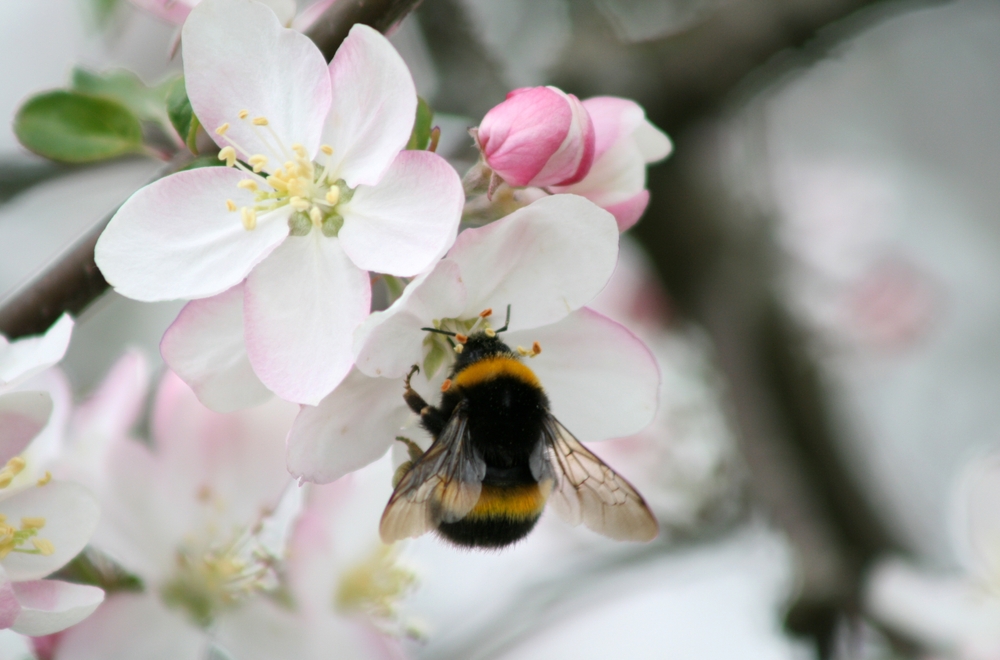 Hommel op appelbloesem