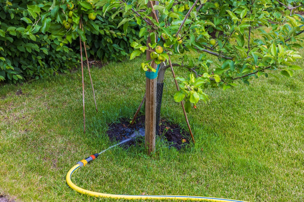 Een appelboom water geven