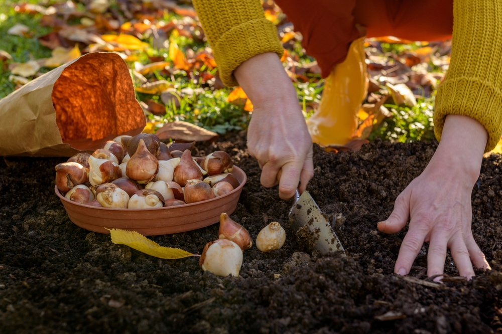 Bloembollen planten in de herfst