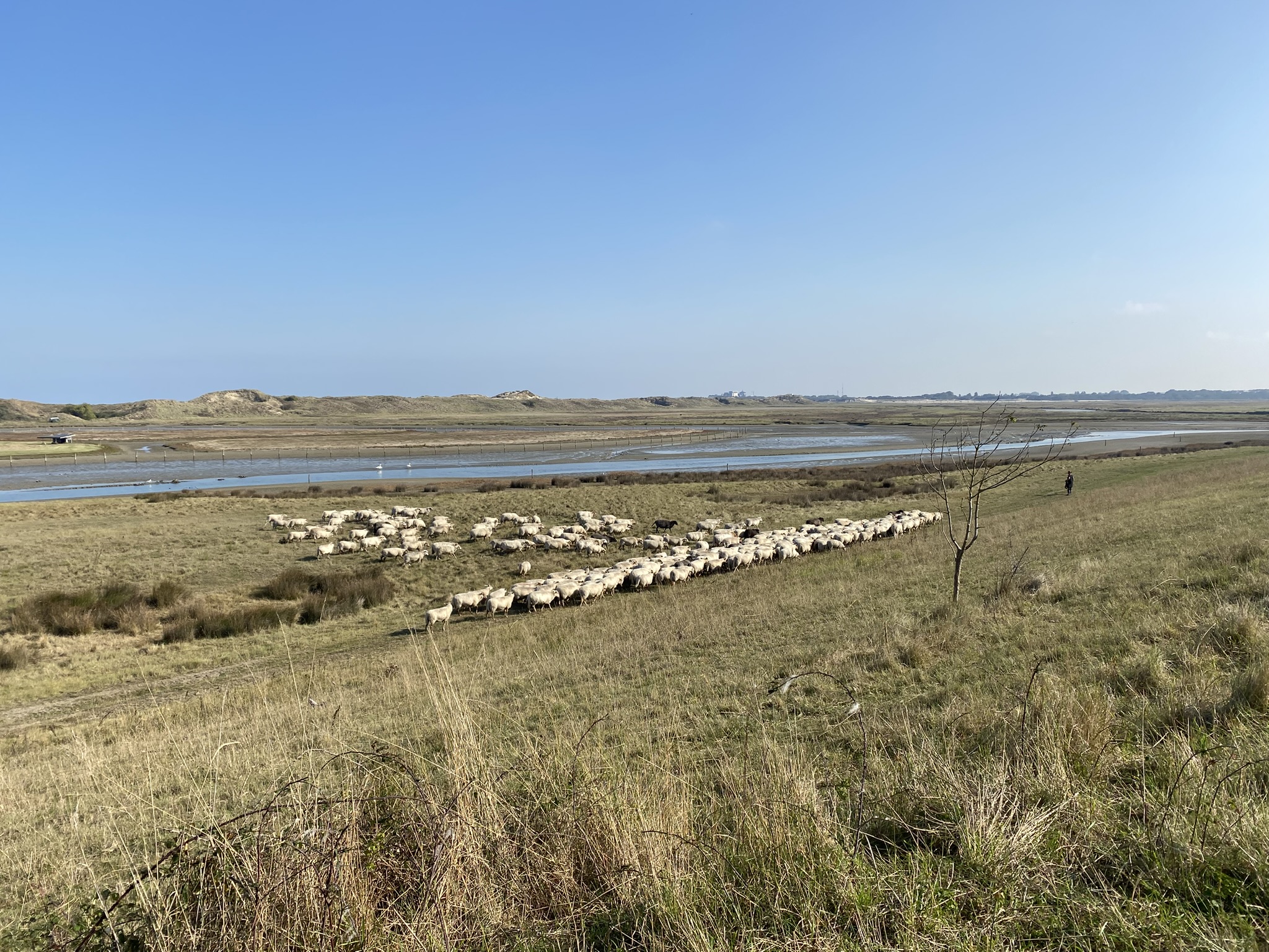 Een schaapskudde in natuurpark het Zwin.