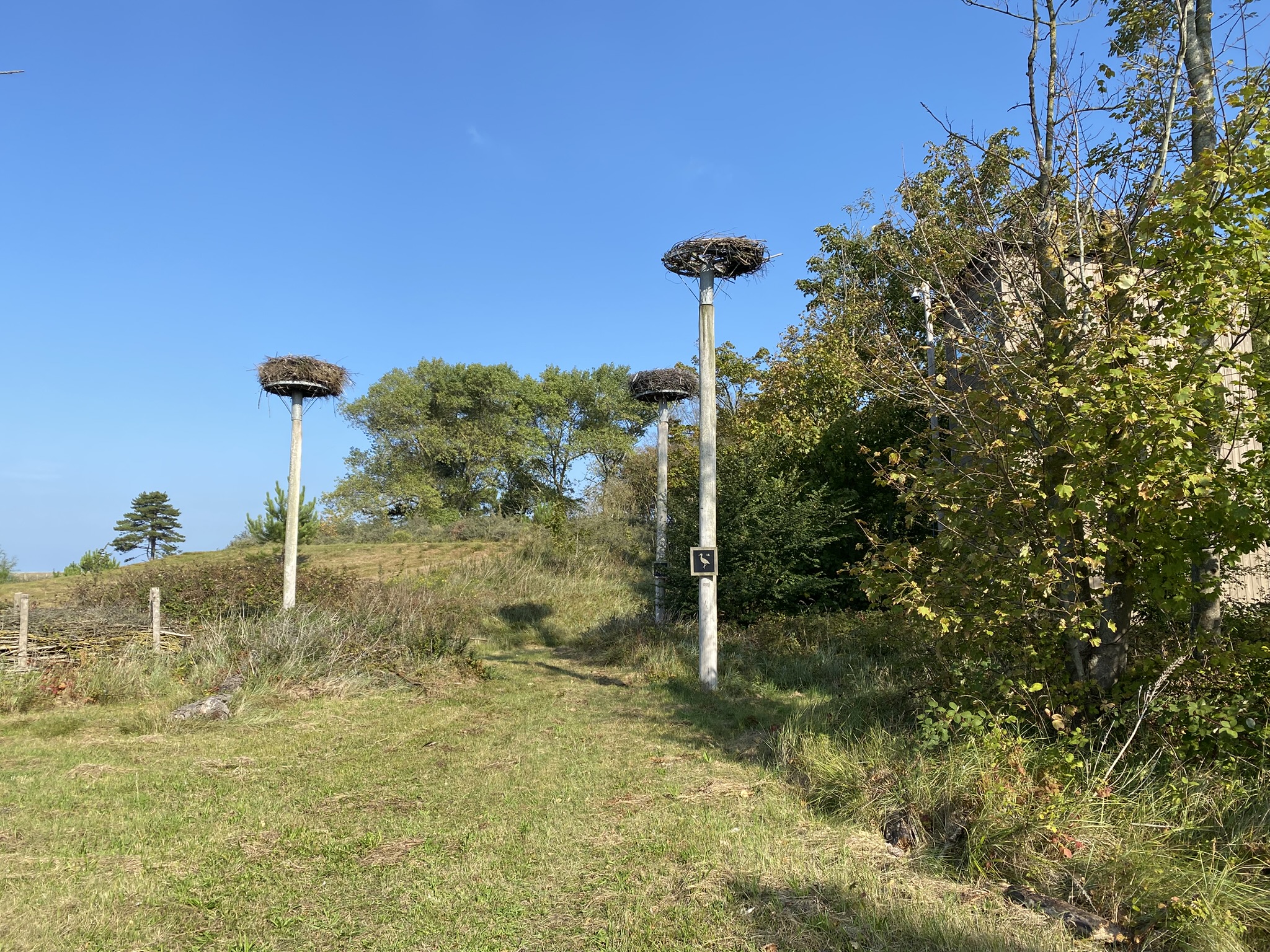 Ooievaarsnesten bij natuurpark het Zwin.